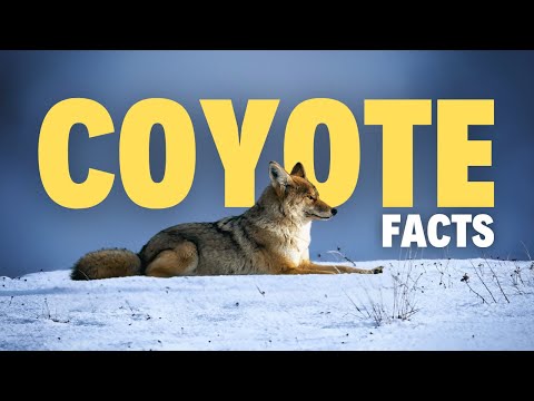 Understanding Coyote Behavior in Urban Environments