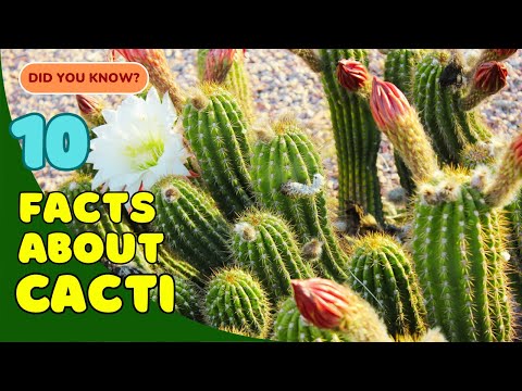 Understanding Cacti: Myths and Facts You Should Know