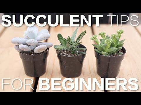 Cacti Care: Essential Tips for Thriving Succulents