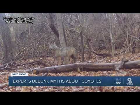 Coyote Myths Debunked: Facts vs. Fiction in Popular Culture