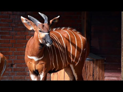 Exploring the Unique Characteristics of Antelope Species