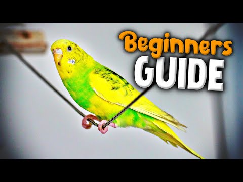 Getting Started with Budgie: A Beginner's Guide