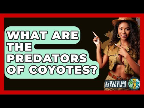 The Role of Coyotes in Ecosystem Balance and Biodiversity