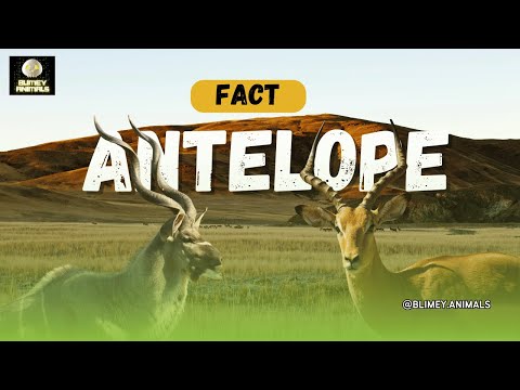 Antelope Adaptations: How They Survive in the Wild