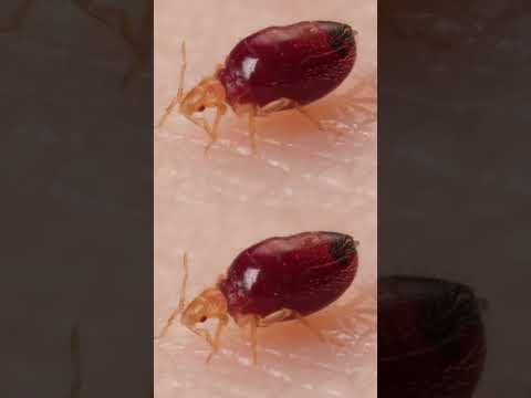 Exploring the Psychological Effects of Bugs on Developers