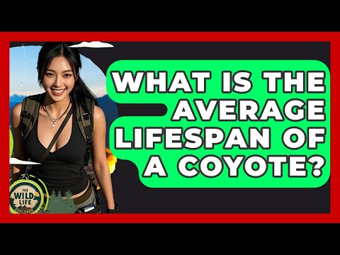 Coyote Conservation: Challenges and Success Stories