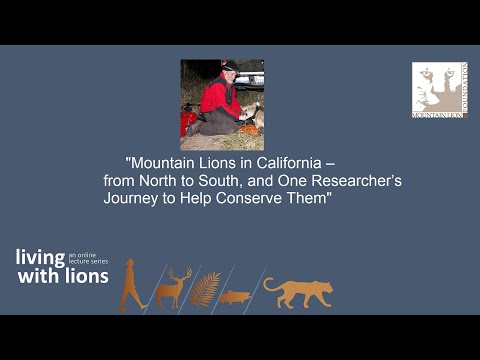 Mountain Lion Conservation: Efforts and Challenges Today