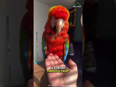 Exploring Parrot's Unique Features for Everyday Users