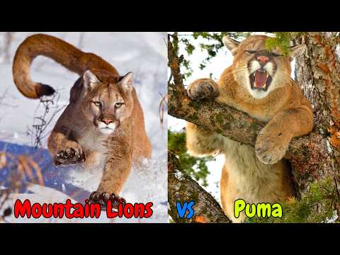 Mountain Lion vs. Other Big Cats: Key Differences Explained